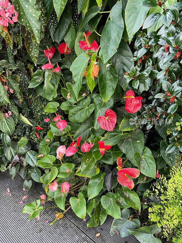 红鹤花(Anthurium Carisma)开花灌木生长在花园花坛，花萼和花头以绿叶和茎为背景，高架视图，重点在前景